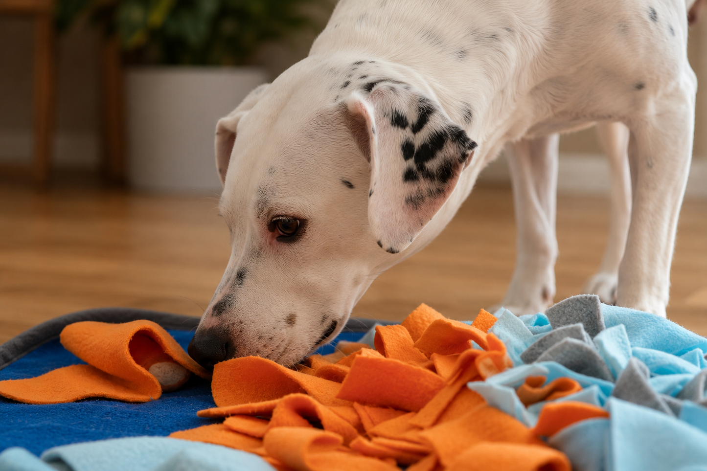 Alfombrilla olfativa para mascotas Fooland InnovaGoods